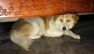 狗狗肚子特别大特别硬 狗狗突然死了 肚子特别大-警犬训练器材厂家 _警犬训练用品_工作犬训练用品-南京开久警犬装备