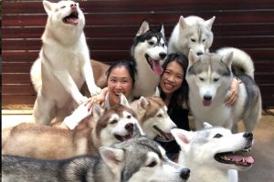 南极大冒险和忠犬八公萌宠(南极大冒险和忠犬八公哪个更好看)-警犬训练器材厂家 _警犬训练用品_工作犬训练用品-南京开久警犬装备