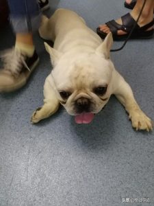 第一次給了狗狗(第一次怎么给狗狗洗澡)-警犬训练器材厂家 _警犬训练用品_工作犬训练用品-南京开久警犬装备