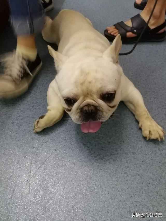 第一次給了狗狗(第一次怎么给狗狗洗澡) - 警犬训练器材厂家 _警犬训练用品_工作犬训练用品-南京开久警犬装备-警犬训练器材厂家 _警犬训练用品_工作犬训练用品-南京开久警犬装备