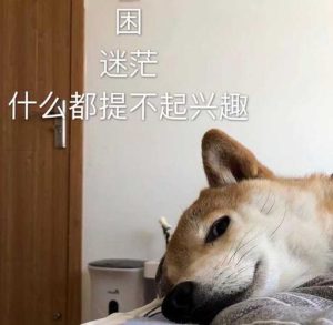 狗狗爱爱-警犬训练器材厂家 _警犬训练用品_工作犬训练用品-南京开久警犬装备