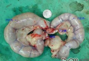 母狗怎么绝育母狗怎么绝育用药-警犬训练器材厂家 _警犬训练用品_工作犬训练用品-南京开久警犬装备