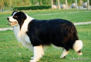 腊肠狗价格多少钱一只，腊肠狗的价格多少钱-警犬训练器材厂家 _警犬训练用品_工作犬训练用品-南京开久警犬装备