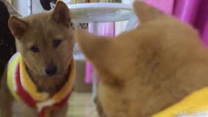 幼犬治疗犬瘟热多少钱_犬瘟热治疗要花多少钱-警犬训练器材厂家 _警犬训练用品_工作犬训练用品-南京开久警犬装备