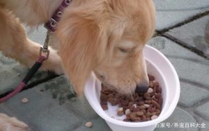 小狗吃多了怎么办?小狗突然不吃东西了怎么办-警犬训练器材厂家 _警犬训练用品_工作犬训练用品-南京开久警犬装备