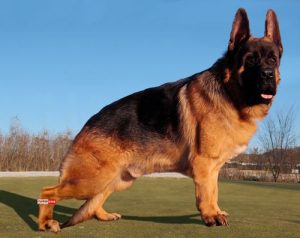 中国牧羊犬尊神(中国牧羊犬 *** )-警犬训练器材厂家 _警犬训练用品_工作犬训练用品-南京开久警犬装备