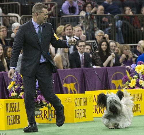 美国西敏寺全犬种大赛萌宠 - 警犬训练器材厂家 _警犬训练用品_工作犬训练用品-南京开久警犬装备-警犬训练器材厂家 _警犬训练用品_工作犬训练用品-南京开久警犬装备