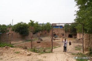 小狼狗幼犬200元出售-警犬训练器材厂家 _警犬训练用品_工作犬训练用品-南京开久警犬装备