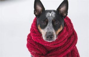 狗狗的小衣服(狗子衣服)-警犬训练器材厂家 _警犬训练用品_工作犬训练用品-南京开久警犬装备