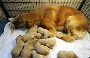 狗狗难产什么原因(狗狗什么样算难产)-警犬训练器材厂家 _警犬训练用品_工作犬训练用品-南京开久警犬装备