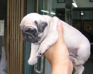 八哥狗好养吗(八哥狗好养吗容易死吗)-警犬训练器材厂家 _警犬训练用品_工作犬训练用品-南京开久警犬装备