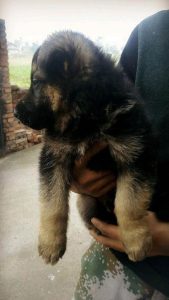 德国牧羊犬与黑狼犬杂交_黑狼犬和德国牧羊犬哪个好些-警犬训练器材厂家 _警犬训练用品_工作犬训练用品-南京开久警犬装备