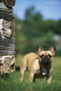 英国纯种斗牛犬价格(纯种英国斗牛犬 *** )-警犬训练器材厂家 _警犬训练用品_工作犬训练用品-南京开久警犬装备