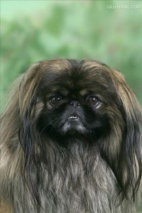 长得像狮子的狗叫什么(跟狮子一样的狗叫什么)-警犬训练器材厂家 _警犬训练用品_工作犬训练用品-南京开久警犬装备