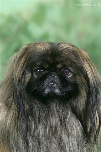 长得像狮子的狗叫什么(跟狮子一样的狗叫什么) - 警犬训练器材厂家 _警犬训练用品_工作犬训练用品-南京开久警犬装备-警犬训练器材厂家 _警犬训练用品_工作犬训练用品-南京开久警犬装备