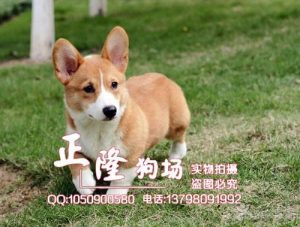 哪里有买柯基犬(泰安柯基犬哪里有卖)-警犬训练器材厂家 _警犬训练用品_工作犬训练用品-南京开久警犬装备