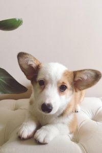 杜高犬多大开口最好(杜高犬开口和不开口的区别)-警犬训练器材厂家 _警犬训练用品_工作犬训练用品-南京开久警犬装备