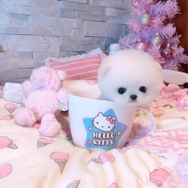 茶杯犬的价格(茶杯犬在哪儿买最便宜) - 警犬训练器材厂家 _警犬训练用品_工作犬训练用品-南京开久警犬装备-警犬训练器材厂家 _警犬训练用品_工作犬训练用品-南京开久警犬装备