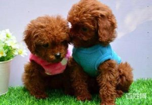 贵宾犬小型犬(贵宾犬又叫什么犬)-警犬训练器材厂家 _警犬训练用品_工作犬训练用品-南京开久警犬装备