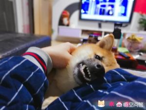 高狼犬和中亚犬的区别(中亚高狼犬跟坎高的区别)-警犬训练器材厂家 _警犬训练用品_工作犬训练用品-南京开久警犬装备