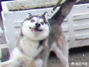 哈士奇幼犬(哈士奇幼犬怎么训练)-警犬训练器材厂家 _警犬训练用品_工作犬训练用品-南京开久警犬装备