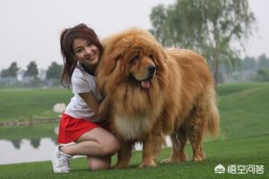 比特犬价格  惠比特犬价格-警犬训练器材厂家 _警犬训练用品_工作犬训练用品-南京开久警犬装备