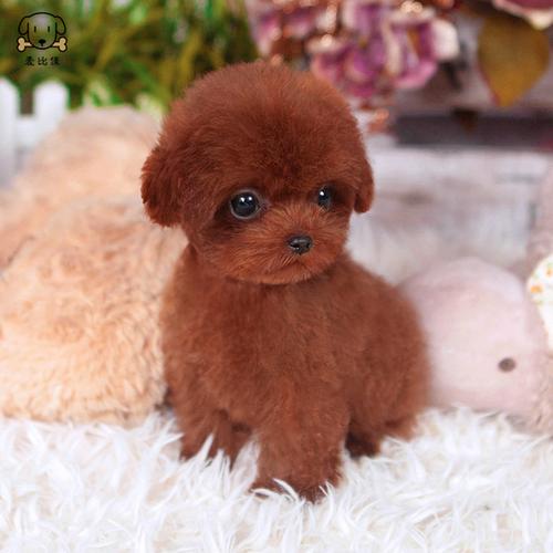 茶杯贵宾犬的价格(3万灰色茶杯贵宾犬) - 警犬训练器材厂家 _警犬训练用品_工作犬训练用品-南京开久警犬装备-警犬训练器材厂家 _警犬训练用品_工作犬训练用品-南京开久警犬装备