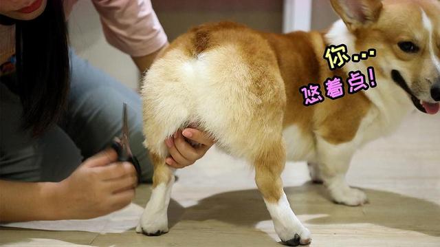 宠物狗狗(宠物狗狗 *** 大全) - 警犬训练器材厂家 _警犬训练用品_工作犬训练用品-南京开久警犬装备-警犬训练器材厂家 _警犬训练用品_工作犬训练用品-南京开久警犬装备