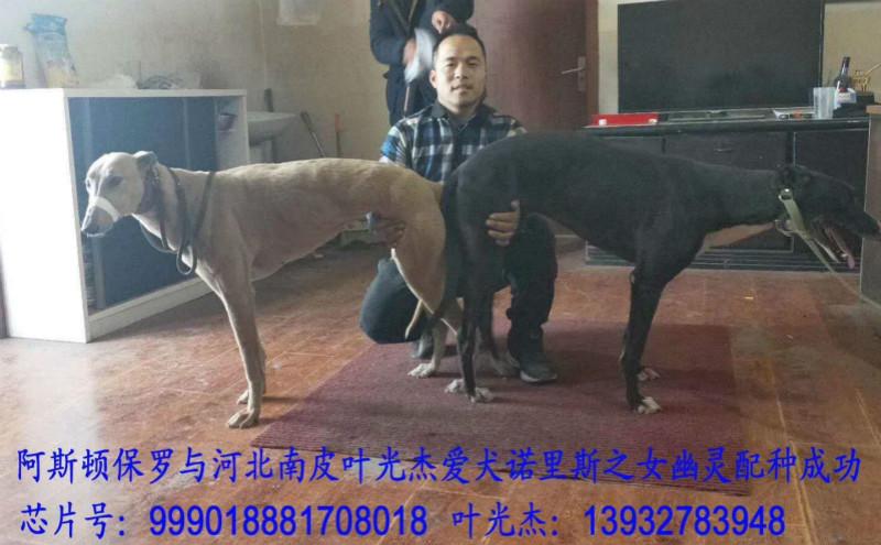 格力犬yy东方不败，格力犬种公东方不败 - 警犬训练器材厂家 _警犬训练用品_工作犬训练用品-南京开久警犬装备-警犬训练器材厂家 _警犬训练用品_工作犬训练用品-南京开久警犬装备