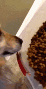 狗狗所有的用品(狗狗用品平替)-警犬训练器材厂家 _警犬训练用品_工作犬训练用品-南京开久警犬装备