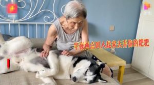 狗狗催眠曲10秒入睡(催眠曲10分钟入睡)-警犬训练器材厂家 _警犬训练用品_工作犬训练用品-南京开久警犬装备