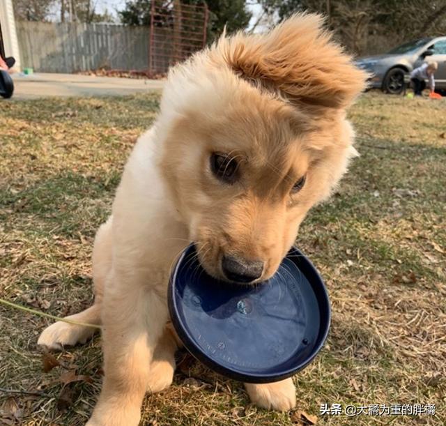 长得很像金毛的小型犬(和金毛长得很像的是什么犬?) - 警犬训练器材厂家 _警犬训练用品_工作犬训练用品-南京开久警犬装备-警犬训练器材厂家 _警犬训练用品_工作犬训练用品-南京开久警犬装备