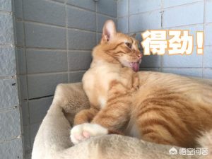 狗狗突然老是吐怎么回事萌宠(狗狗吃东西老是吐怎么回事)-警犬训练器材厂家 _警犬训练用品_工作犬训练用品-南京开久警犬装备