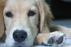 犬瘟抽搐的前兆(犬瘟后遗症的抽搐怎么治疗 *** )-警犬训练器材厂家 _警犬训练用品_工作犬训练用品-南京开久警犬装备