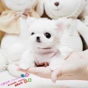 茶杯狗50元(茶杯狗50元在哪里买)-警犬训练器材厂家 _警犬训练用品_工作犬训练用品-南京开久警犬装备