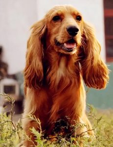 美国可卡犬多少钱一只(黑可卡犬多少钱一只)-警犬训练器材厂家 _警犬训练用品_工作犬训练用品-南京开久警犬装备