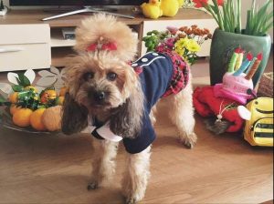 狗最多能活多少年  比熊狗最多能活多少年-警犬训练器材厂家 _警犬训练用品_工作犬训练用品-南京开久警犬装备