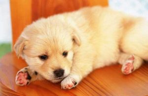 狗可以吃巧克力吗(泰迪狗可以吃巧克力吗)-警犬训练器材厂家 _警犬训练用品_工作犬训练用品-南京开久警犬装备