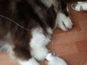 狗怎么治疗细小病毒萌宠(狗得了细小病毒治疗要多少钱)-警犬训练器材厂家 _警犬训练用品_工作犬训练用品-南京开久警犬装备