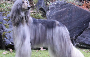 阿富汗猎犬聪明吗(和阿富汗猎犬长得像的狗)-警犬训练器材厂家 _警犬训练用品_工作犬训练用品-南京开久警犬装备