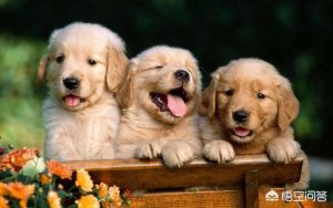 狗狗能吃善存吗(善存狗狗可以吃吗)-警犬训练器材厂家 _警犬训练用品_工作犬训练用品-南京开久警犬装备