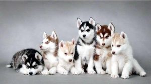 狗狗寄养多少钱一天(狗狗寄养两个月多少钱)-警犬训练器材厂家 _警犬训练用品_工作犬训练用品-南京开久警犬装备