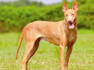 世界公认顶级护卫犬(世界公认4大护卫犬)-警犬训练器材厂家 _警犬训练用品_工作犬训练用品-南京开久警犬装备