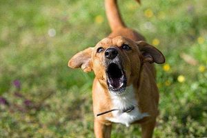 村口的狗叫了其他的狗也叫了(村口的狗叫了其他的狗也叫了表情包)-警犬训练器材厂家 _警犬训练用品_工作犬训练用品-南京开久警犬装备