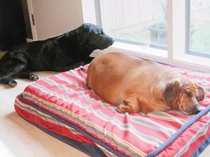 什么能给狗催的又大又胖-警犬训练器材厂家 _警犬训练用品_工作犬训练用品-南京开久警犬装备