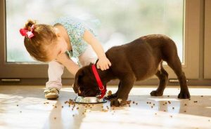 狗狗总是舔小便处(五个月的狗狗总是舔小便处怎么办)-警犬训练器材厂家 _警犬训练用品_工作犬训练用品-南京开久警犬装备