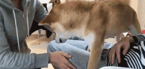 狗狗看到肚里宝宝时-警犬训练器材厂家 _警犬训练用品_工作犬训练用品-南京开久警犬装备