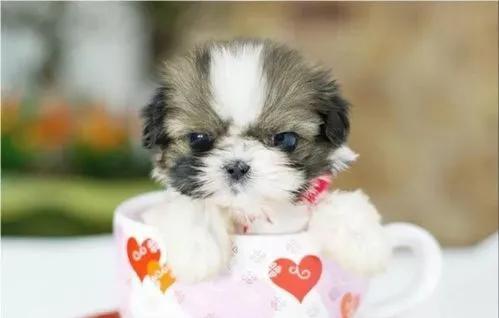 一只小狗多少钱(最便宜的小狗多少钱一只) - 警犬训练器材厂家 _警犬训练用品_工作犬训练用品-南京开久警犬装备-警犬训练器材厂家 _警犬训练用品_工作犬训练用品-南京开久警犬装备