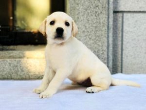 宠物狗值多少钱一只(宠物狗最贵多少钱一只)-警犬训练器材厂家 _警犬训练用品_工作犬训练用品-南京开久警犬装备