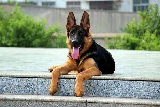 东德牧羊犬之血统查询(双血统东德牧羊犬) - 警犬训练器材厂家 _警犬训练用品_工作犬训练用品-南京开久警犬装备-警犬训练器材厂家 _警犬训练用品_工作犬训练用品-南京开久警犬装备